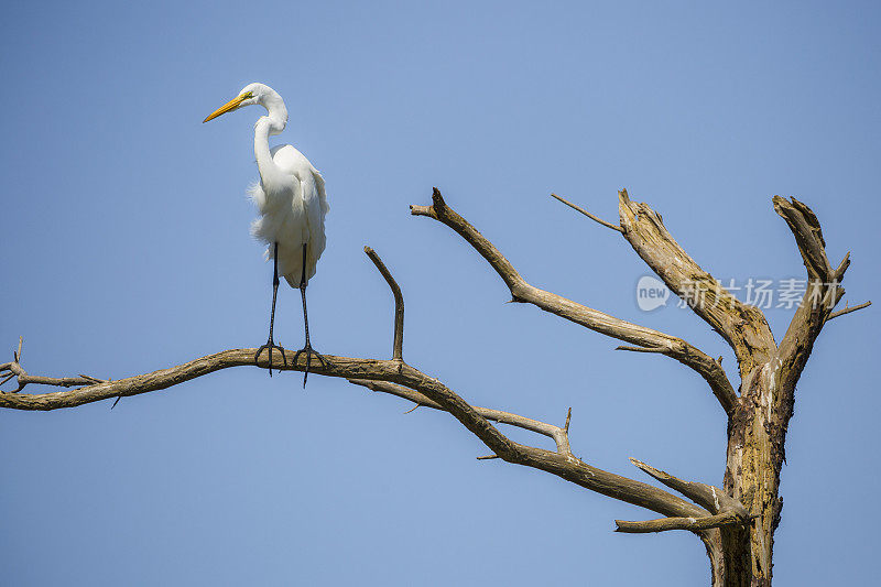 死树上的风吹大白鹭(Ardea alba)